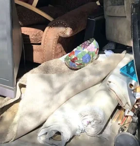 Best Commercial Dumpster Rental in Phoenix